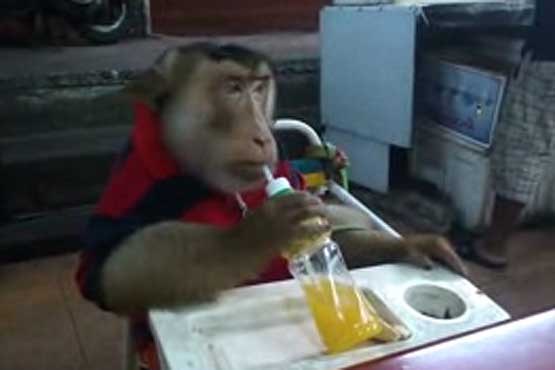 میمون با لذت لیموناد می نوشد