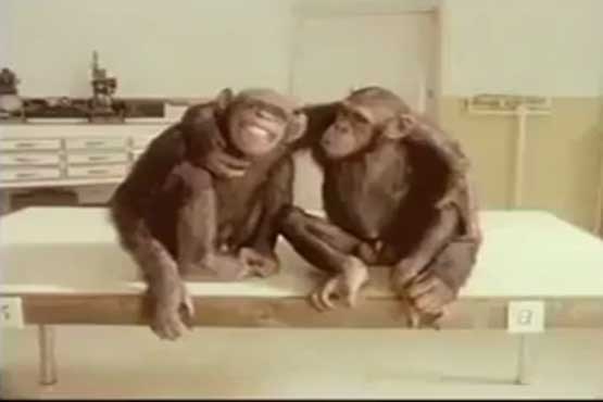 شمپانزه ها هم باهوش و هم مهربان