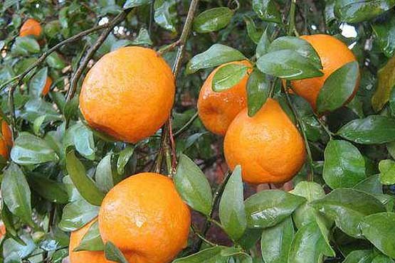 نارنگی شمال، میوه مورد علاقه روس‌ها