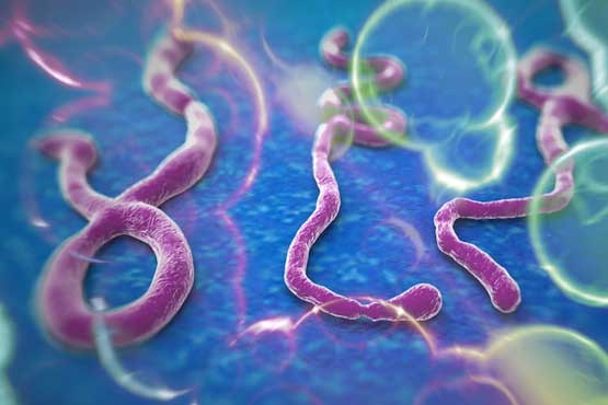 کشف راز بیماری هولناک ابولا