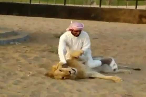 بازی مرد سعودی با شیر