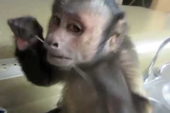 میمون و استفاده از نخ دندان