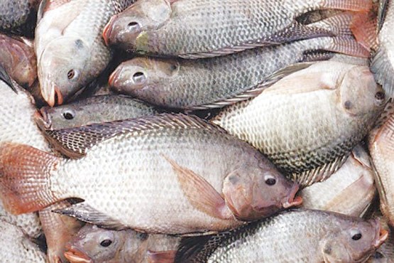 ادامه مناقشه بر سر واردات ماهی تیلاپیا