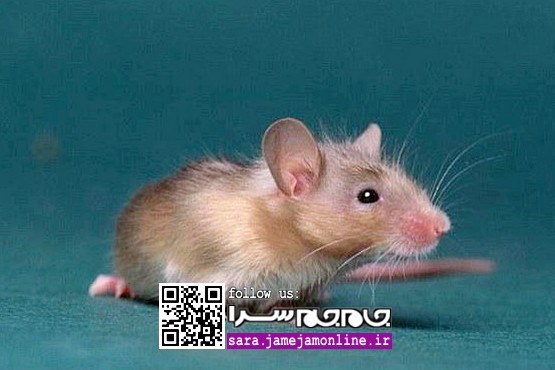 تولید موش‌های هوشمند با مغز انسانی!