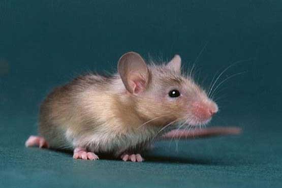 موش‌هایی با مغز انسانی تولید شدند