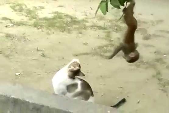 بازی بچه میمون و گربه