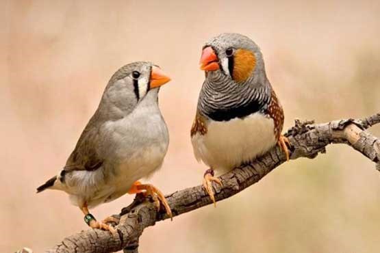 ژن های آوازخوانی در انسان و پرندگان کشف شد