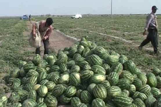 محصولات کشاورزی سیستان و بلوچستان بیمه می شود