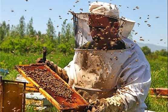زنبورداران استان سمنان حمایت می‌شوند