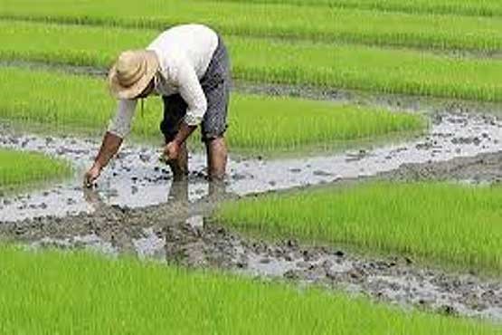 کشت برنج در اراضی ری ممنوع شد