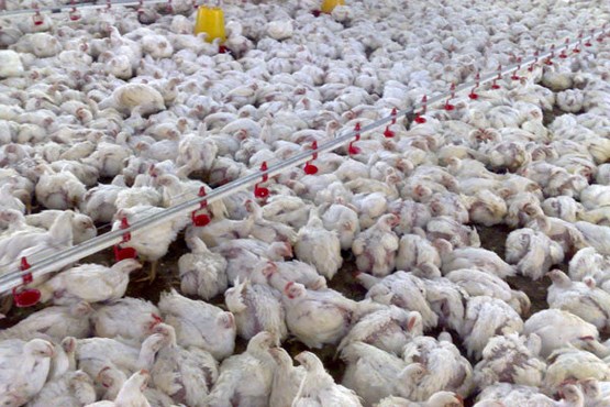 آنفلوآنزای مرغی، ویروسی باهوش+توصیه‌های وزارت بهداشت
