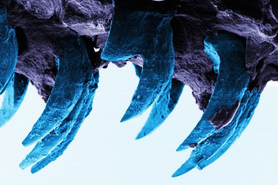 صدف کوهی قوی‌ترین دندان جهان را دارد + عکس