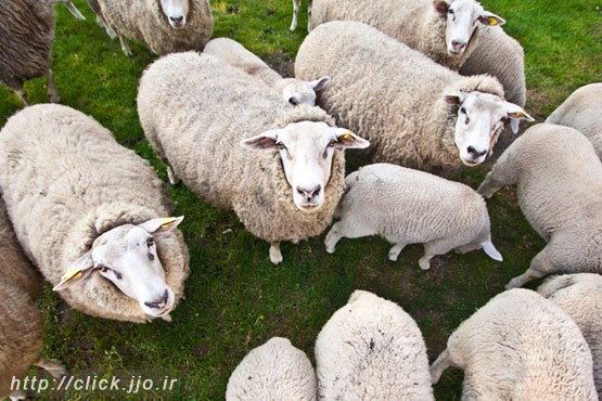 اینترنتی برای گوسفندان