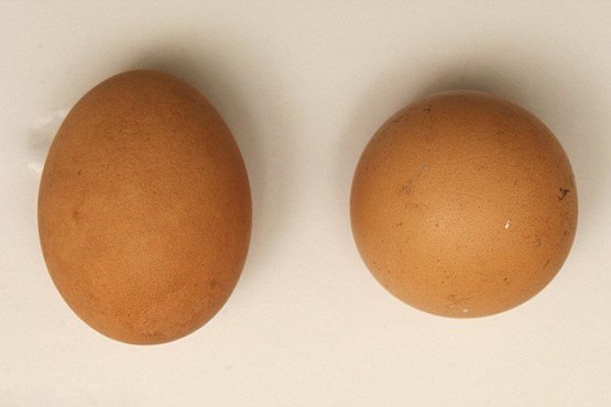 تخم‌مرغی که ۲.۵ میلیون تومان می‌ارزد + عکس