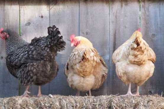 مرغ ها به تولید برق کمک می‌کنند