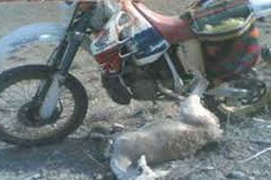 شکار قوچ‌ها با موتورسیکلت در دامغان