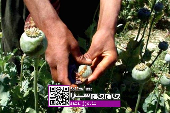 «کشت پنهانی خشخاش» برای تولید «تریاک مرغوب» در ایران!