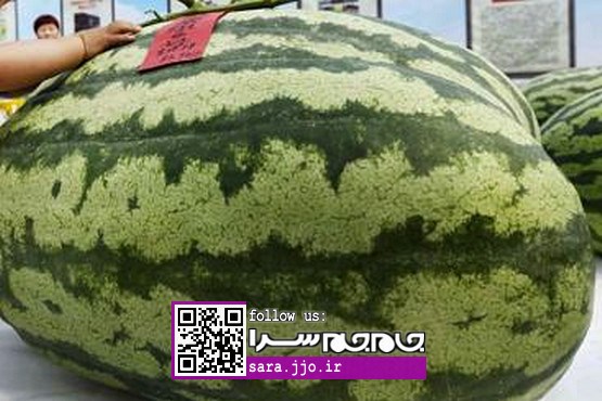 هندوانه بزرگ ۸۰ کیلویی! [عکس]