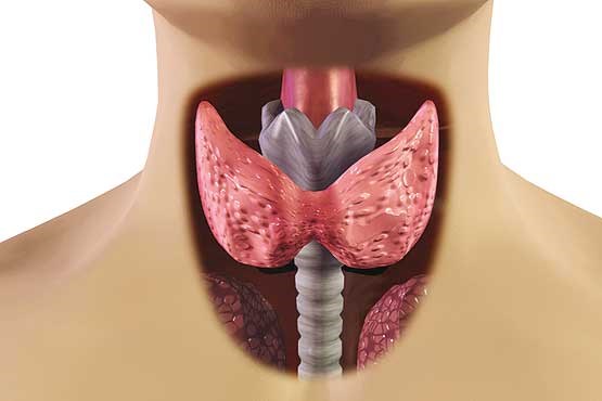 10 نشانه مخفی در بدن، خبر از ابتلا به بیماریهای تیروئید می‌دهند!