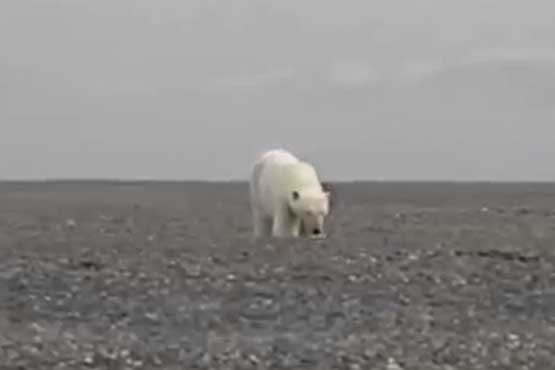 خرس های قطبی و شکار والروس + فیلم