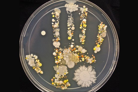 میکروب هایی که در دست های کودکتان هست! + عکس
