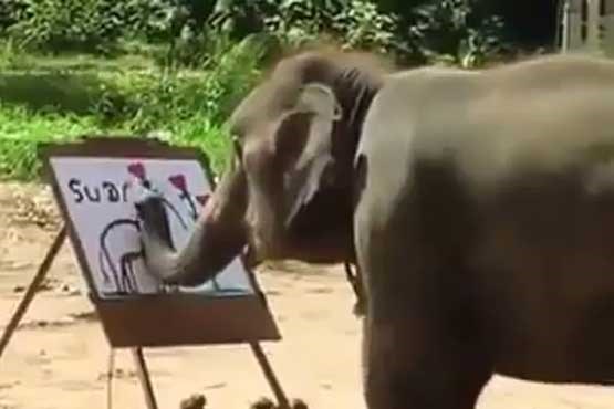 فیل عکس خودش را می کشد