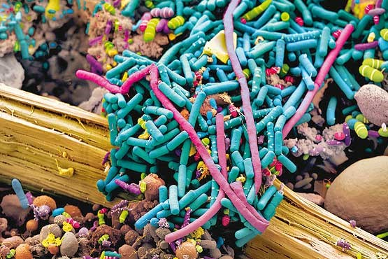 محله باکتری‌ها در کوچه پس‌کوچه‌های روده ما