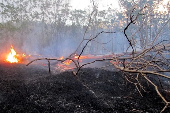 آتش سوزی در جنگلهای پلدختر