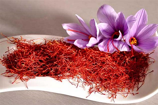سالانه ۲۸۰ تن زعفران در ایران تولید می شود