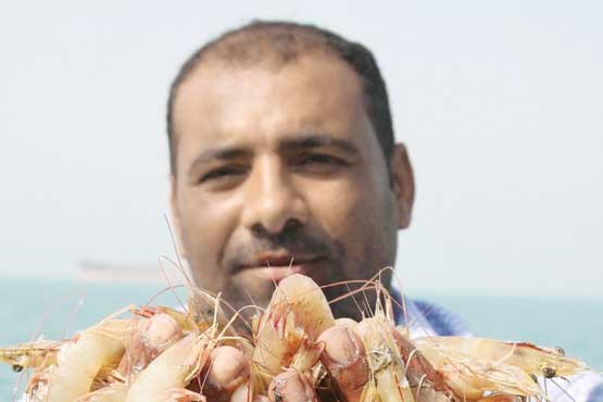 کاهش صید میگو در آب‌های خلیج‌ فارس