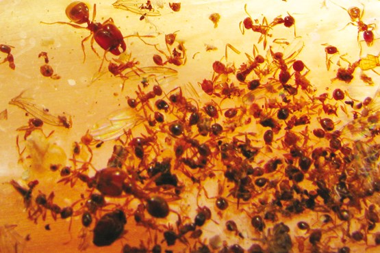 نخستین نقشه از پراکنش مورچه‌ها در جهان