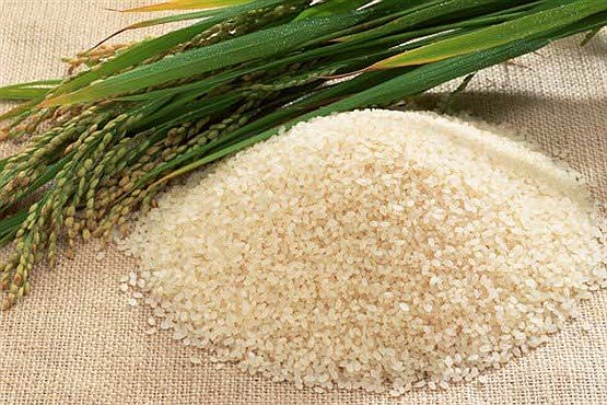 نوبخت: برنج تا ماه آینده ارزان می‌شود