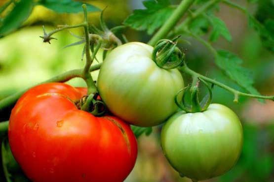 آب داغ، چاره بهتر کردن طعم گوجه‌ فرنگی سبز