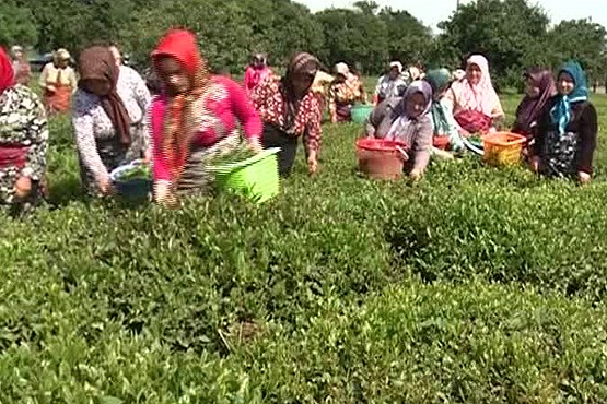 بازگشت ۴ هزار هکتار از باغات چای به چرخه تولید