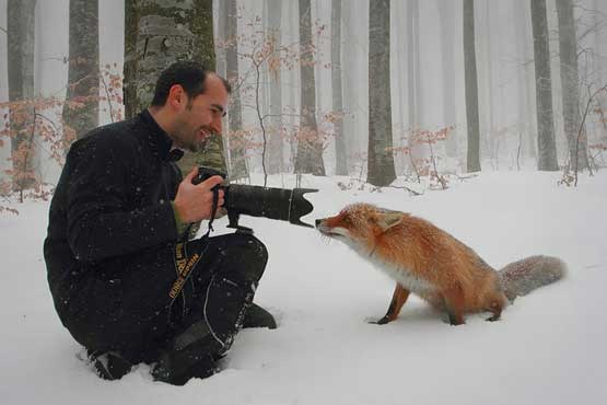 شکار روباه با تله لنز دوربین