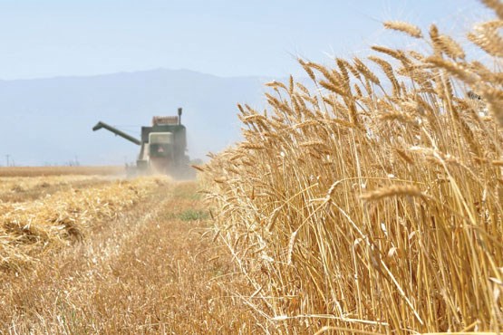 وزیر جهاد کشاورزی: خودکفایی گندم از دست رفت