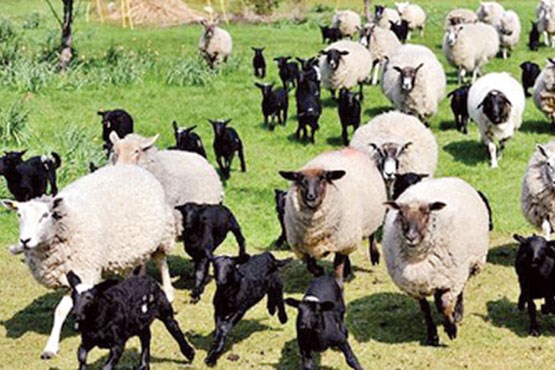 اصلاح نژاد گوسفند کردی در خراسان شمالی
