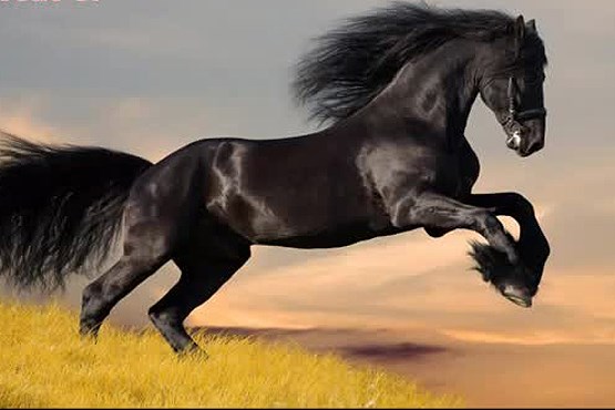 زیباترین اسب های دنیا + اسلایدشو