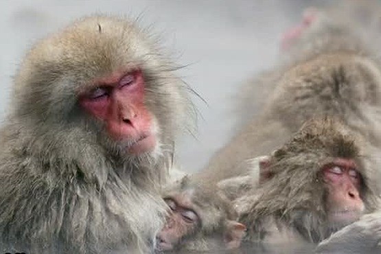 میمون های برفی + فیلم