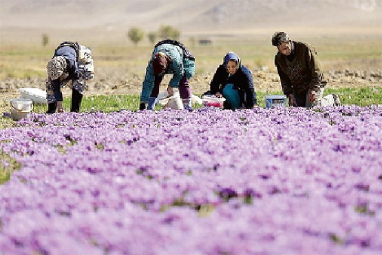 خودداری از توزیع زعفران‌ برای افزایش قیمت