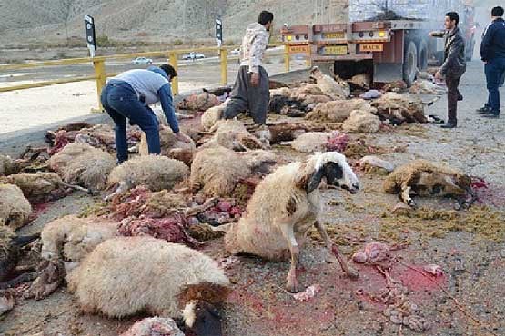 برخورد قطار با گوسفندان در قزوین +عکس