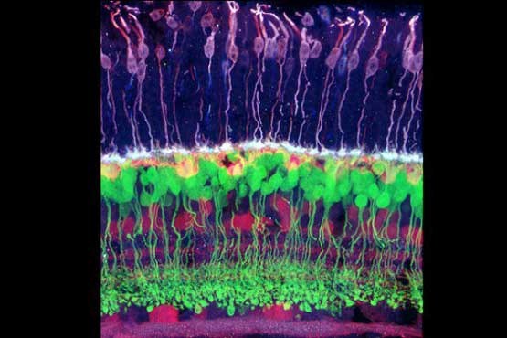 سلول های عصبی شبکیه چشم در آزمایشگاه تولید شد