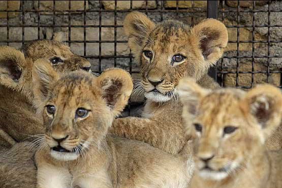 دنیای زیبای بچه شیرها