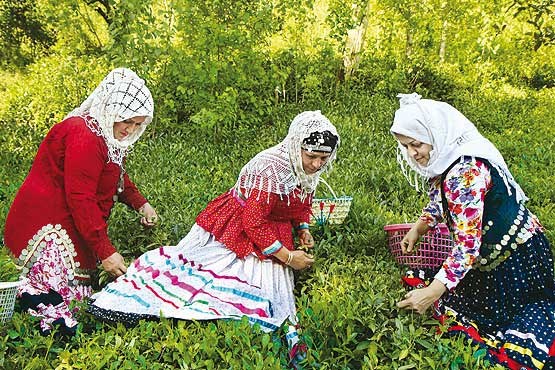 عطر چای گیلان، دوباره در خانه‌های ایران