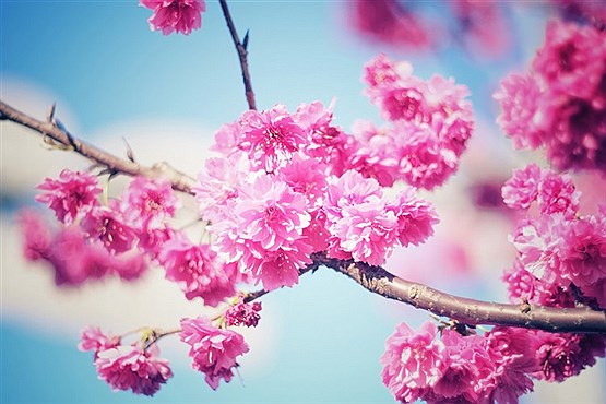 10 عکس زیبا از گل ها و شکوفه های بهاری