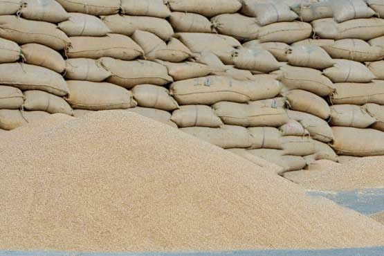 کشف و معدوم‌سازی ۳.۵ تن گندم غیرقابل مصرف در بجنورد