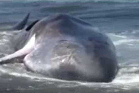 نهنگ غول پیکر در ساحل به گل نشست