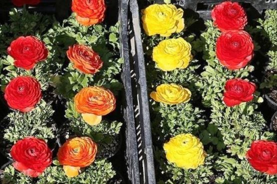 بازار گل و گیاه تهران در آستانه نوروز + اسلاید شو