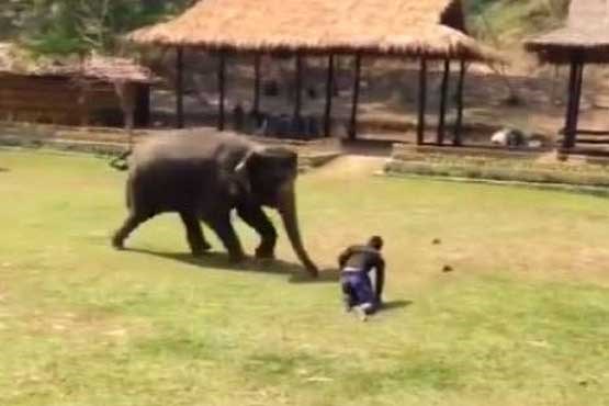 دفاع فیل از مربی اش
