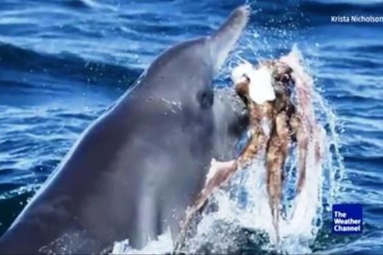 تلاش دلفین برای شکار اختاپوس